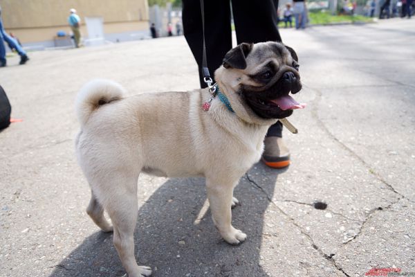 В Перми проходит выставка собак под названием «Кубок Камы».