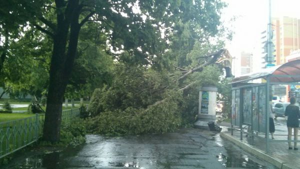 Поваленное ветром дерево у БГУ имени Петровского, Советский район.