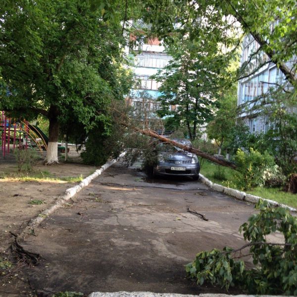 Дерево упало на машину на улице Камозина в Бежице.