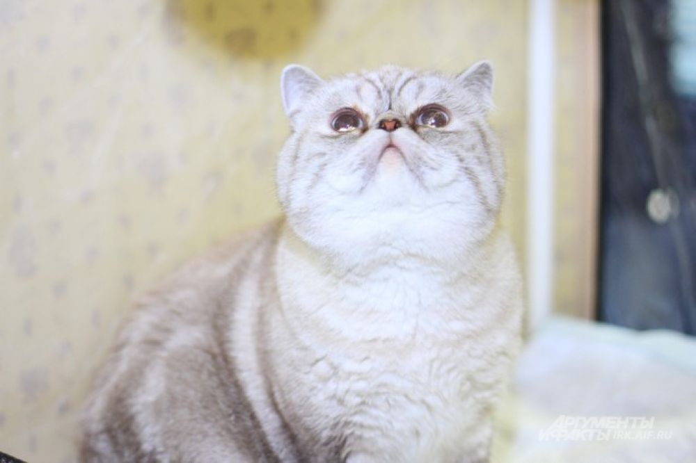А вот и она - кошачья улыбка.