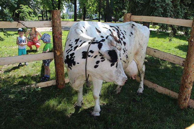 Эта бурёнка на площади Ленина в День молока вполне символизирует молочное животноводство – оно тоже сейчас в загоне