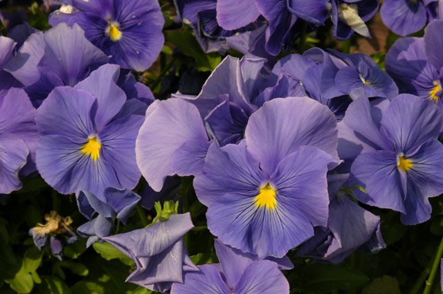 7 лучших сортов садовых фиалок, которые будут радовать своей красотой и ароматом
