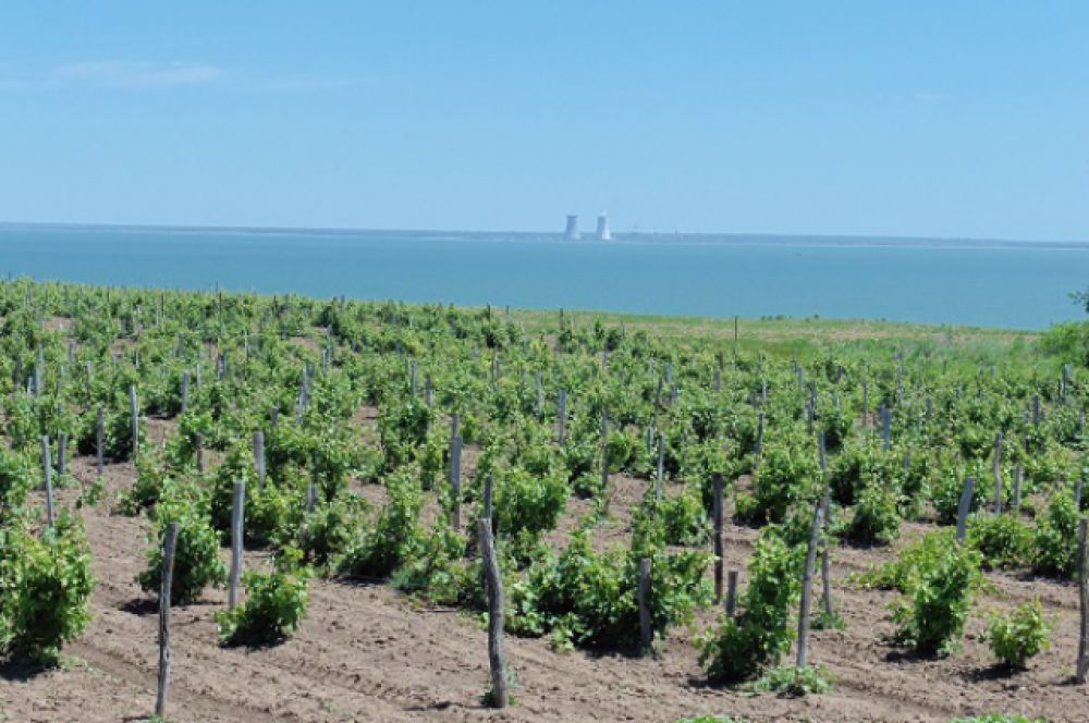 Площадь, отведённая под выращивание винограда, занимает в Ростовской области почти 5 тысяч гектаров. 
