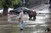 В результате разгула стихии был разрушен городской зоопарк. Десятки животных оказались на улице.