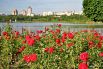 Донецк всегда называли городом миллиона роз.