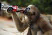 18 июня. Гиббон в зоопарке в Куньмин, провинции Юньнань, Китай.