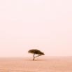1-е место в номинации «Деревья» — Руайрид МакГлинн (Великобритания). Руайрид специализируется на пейзажах и любит путешествовать. Этот снимок сделан во время поездки в Катар. Одинокое дерево в пустыне на границе с Саудовской Аравией — из серии, посвященной уникальным деревьям. «Это один из тех моментов, которые я никогда не забуду», — поделился эмоциями фотограф.
