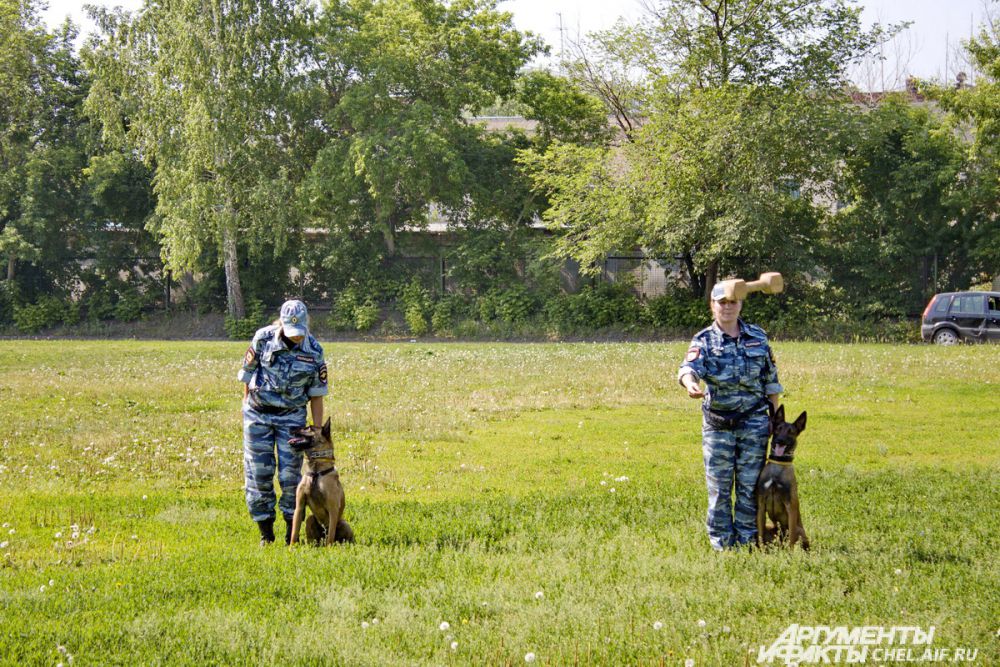 Эти бельгийские овчарки ещё почти щенки, но уже умеют выполнять все команды.