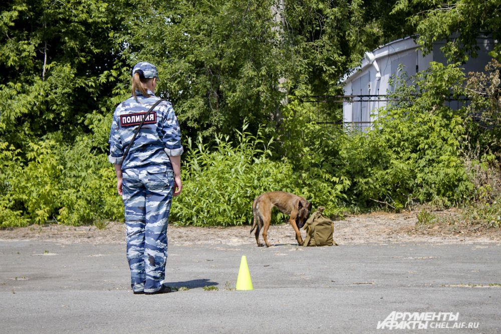 В одной из трёх сумок спрятана «взрывчатка».