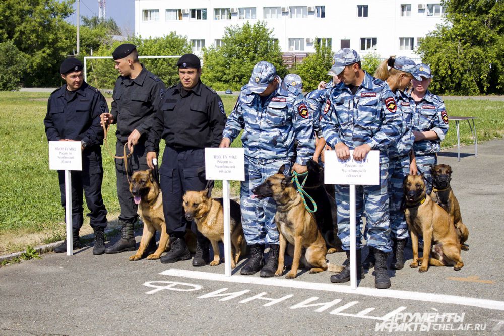 В конкурсе участвовали кинологи и их четвероногие подопечные со всей области.