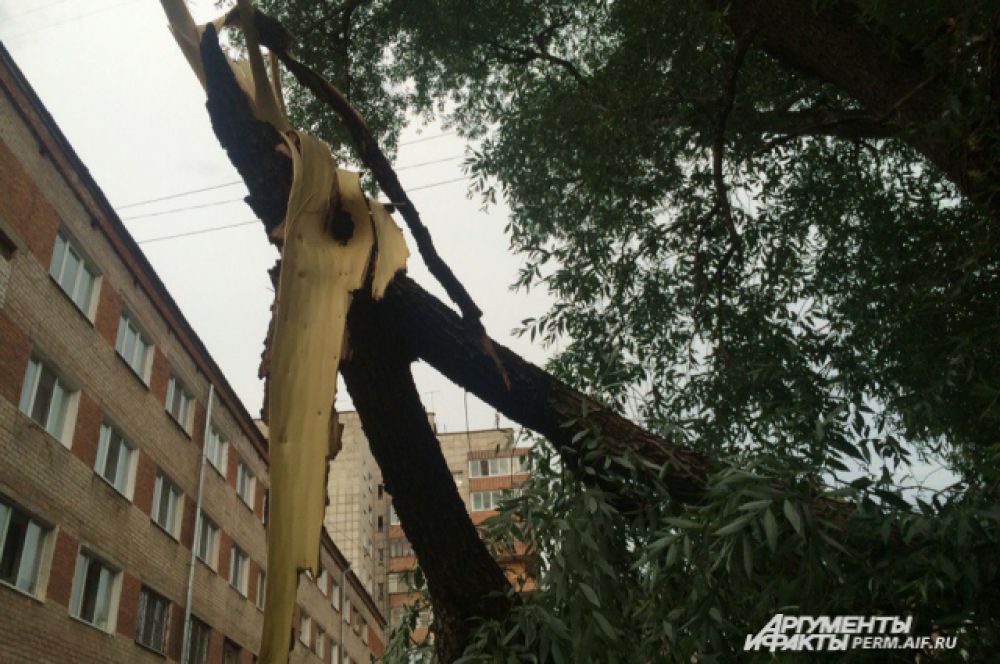 Сломанные ветки можно увидеть почти повсюду
