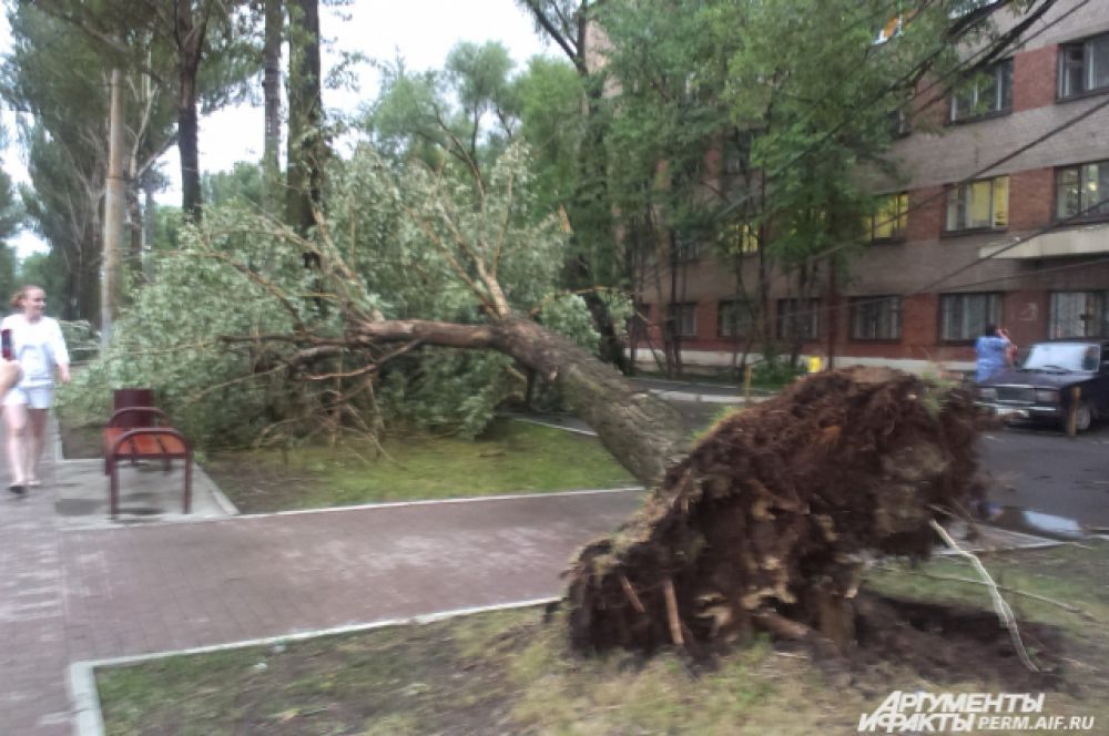 На бульваре Гагарина деревья выкорчевало с корнями