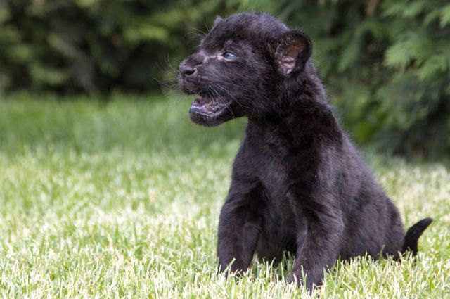 Озорной и добрый. В Самарском зоопарке на свет появился черный ягуар |  ОБЩЕСТВО: События | ОБЩЕСТВО | АиФ Самара