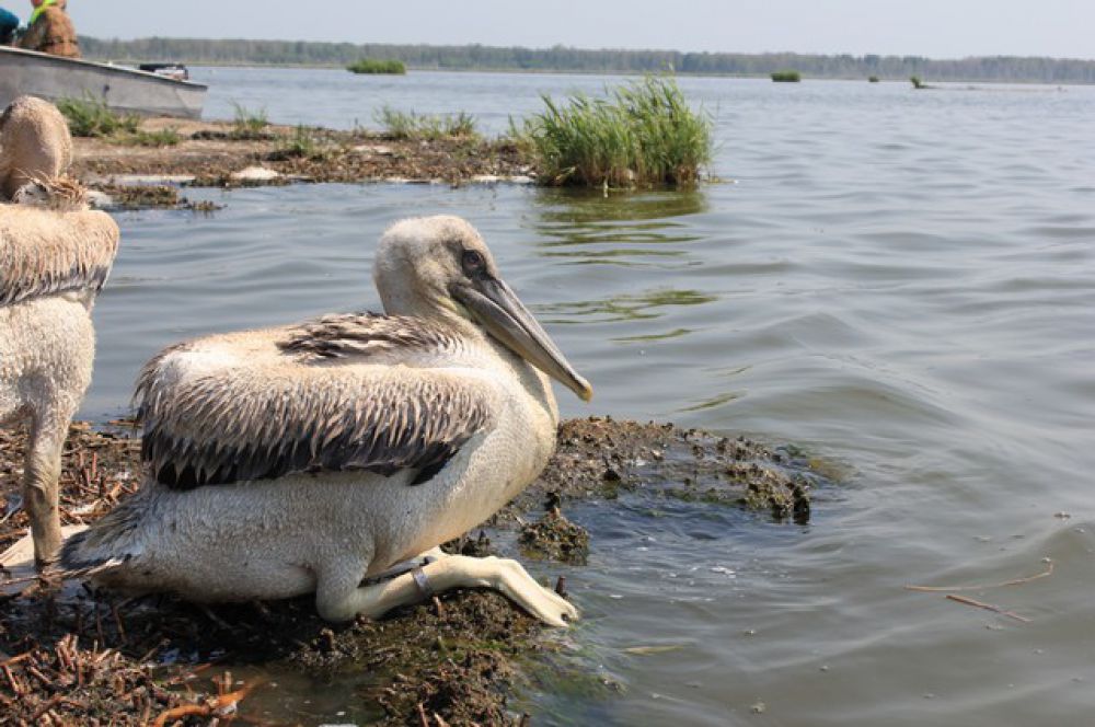 При осмотре острова группой исследователей не было обнаружено нераскрывшихся яиц пеликанов, все выводки здоровые и успешно набирают вес. 