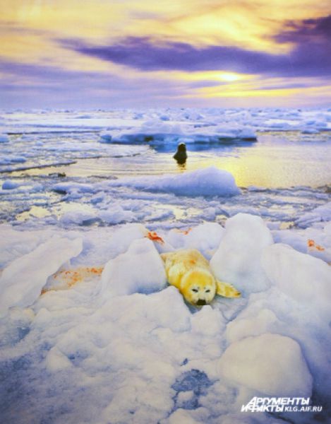 Гренландская тюлениха-мать бдительно следит за своим родившимся час назад детенышем, лежащем на запачканном последом льду. Этот снимок Скерри сделал в Канаде в 2002 году. 