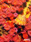 Розовые щупальца прячутся, как только моллюск сметает съестное с подвижных участков зеленой актинии. Снимок сделан Скерри в Ирландии в 2003 году.