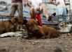 22 июня. Собака на рынке собачьего мяса в Китае. 