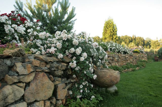 Капризные «белоснежки». Как выбрать идеальные белые розы для сада