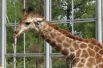 А еще жирафы умеют мило шевелить ушами