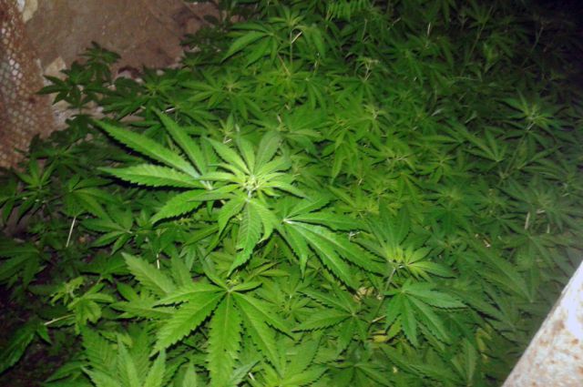 Садовая конопля марихуана как растет фото