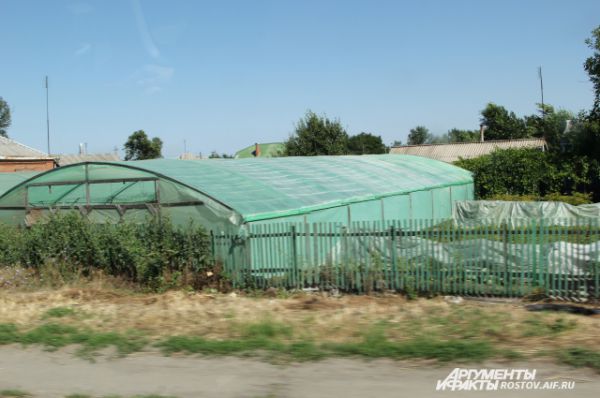 Практически у каждого жителя Багаевского района во дворе есть свои теплицы, где они выращивают огурцы.