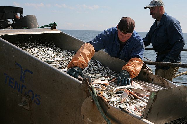 Треть улова приходится на долю приморских рыбаков.