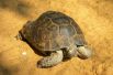 Для степной черепахи Тортиллы такая погода только в радость