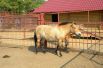 Для жителя монгольских степей – лошади Пржевальского, жара - привычное дело
