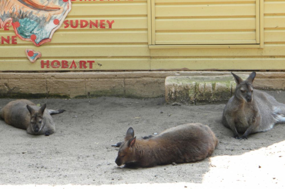 Привыкшие к жаре кенгуру бенетта отдыхали в тени 