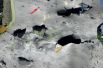 Крушение самолета «Боинг-777» в Донецкой области