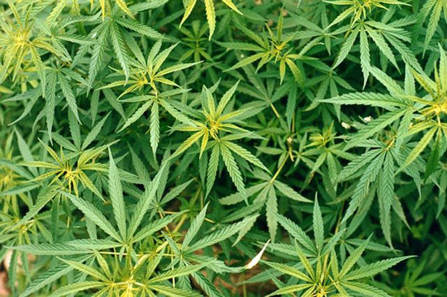Конопля пензенской области тесты марихуаны