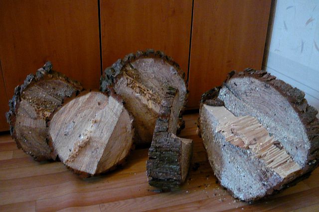 За незаконную вырубку деревьем тарчанину грозит штраф.