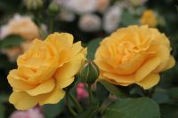 Желтая роза ‘Julia Child’.