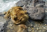 Медведь, погибший в Долине смерти