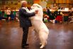 Артур Вард и его пес Коди породы пиренейская горная собака на крупнейшем дог-шоу в мире Crufts. Бирмингем, Англия, 5 марта.