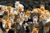 Кошки на острове Аошима в префектуре Эхиме. Япония, 25 февраля.