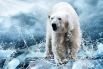 Полярные медведи, одни из самых приспособленных животных к жизни в Арктике, могут не пережить глобального потепления. Сегодня, согласно данным ученых, популяция мишек составляет около 22 тысяч особей, но что будет, если льды Арктики начнут таять? Ученые дают неутешительные прогнозы.