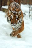 Амурский тигр является одним из самых малочисленных подвидов тигра, его ареал сосредоточен в охраняемой зоне на юго-востоке России. Амурский тигр — один из самых редких хищников планеты, он занесен в Международную Красную книгу. Примерная численность амурских тигров в России составляет около 540 особей. 