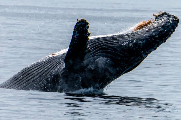 Современное поголовье синих китов трудно поддаётся оценке. Причина, возможно, в том, что синие киты на протяжении десятилетий изучались не очень. В 1984 году сообщалось, что в Северном полушарии обитало не больше 1900 синих китов, в Южном же — около 10 тыс., половина из которых карликового подвида. Сегодня, по некоторым данным, во всём мировом океане насчитывается от 1300 до 2000 особей, но в таком случае количество этих китов даже ниже, чем 40 лет назад, невзирая на полное отсутствие промысла. Другие источники дают более оптимистичные цифры: 5—10 тыс. блювалов в Южном полушарии и 3—4 тыс. в С