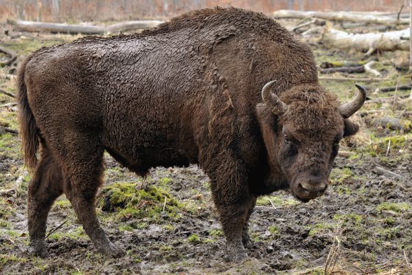 Зубр, близкий к американскому бизону, распространённый в Центральной и Восточной Европе признан исчезающим в данный момент - сейчас на Земле остаётся менее трёх тысяч особей.