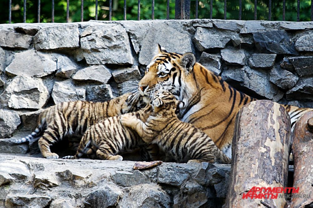 Лето 2014 года. В Новосибирском зоопарке родились амурские тигрята!