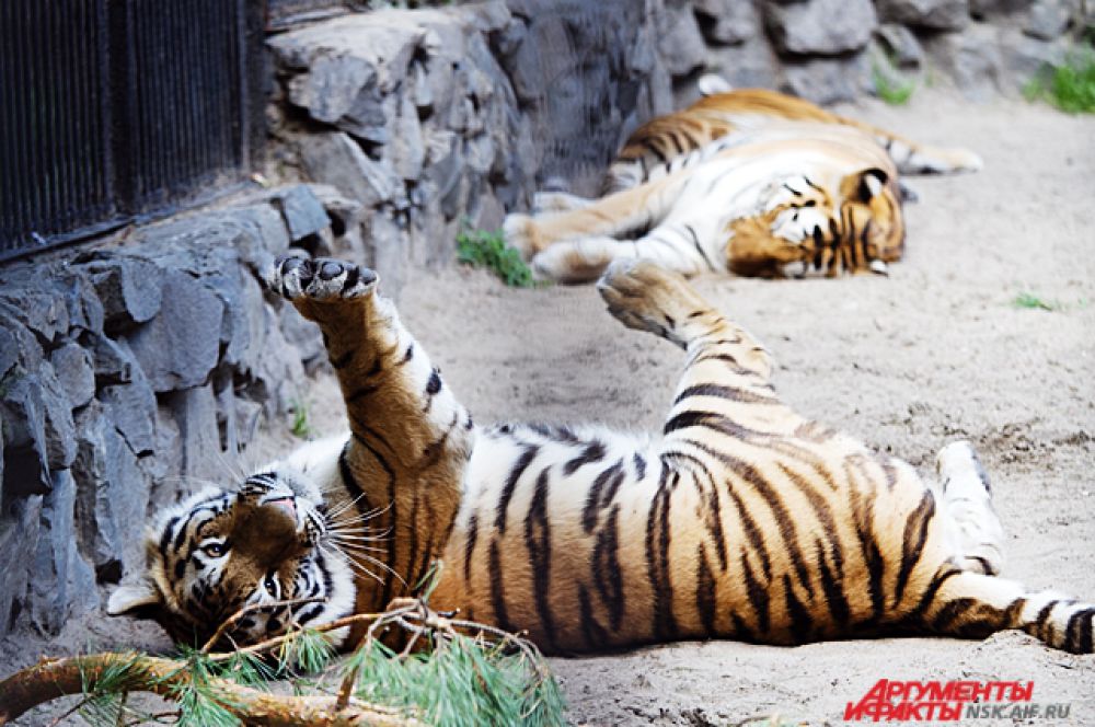 Тигры - это огромные хищники, которые всегда остаются кошками в душе!