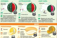 Спроси на Фотостране. Вопрос № Арбуз - это ягода или овощь? | Фотострана