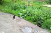 Эти котята живут во дворе на улице Вересаева.