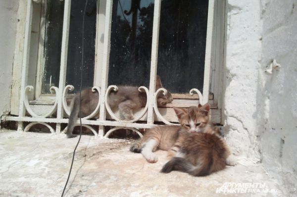 Эти котята родились и выросли около храма.