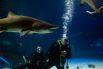 В США ведутся работы по дрессировке акул. Специалисты стремятся научить хищников нападать на противника по воле человека. Сложность в том, что акулы хоть и прирожденные охотники, но повинуются инстинктам, потому крайне тяжело заставить животное напасть на человека. Но специалисты из американского Управления перспективных исследовательских проектов в области обороны (DARPA) уже научились управлять акулами, правда, пока хищники повинуются дрессировщику не в открытом море, а в бассейне.