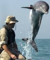 Идея о привлечении дельфинов на вооружение впервые возникла в нашей стране. В далеком 1915 году. Подхватили ее уже американцы во время войны со Вьетнамом. Дельфины использовались для патрулирования военно-морских баз США. Их старались научить находить противокорабельные мины и вражеских десантников.