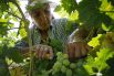 Сбор винограда в Крыму.