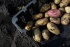 Подготовка к сбору урожая картофеля в Белоярском районе Свердловской области.