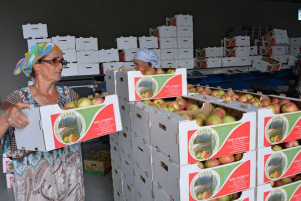 Упаковка урожая яблок в Чечне.